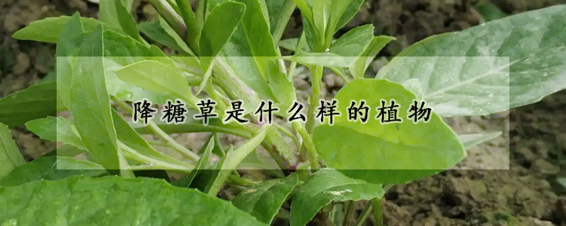 降糖草是什么样的植物