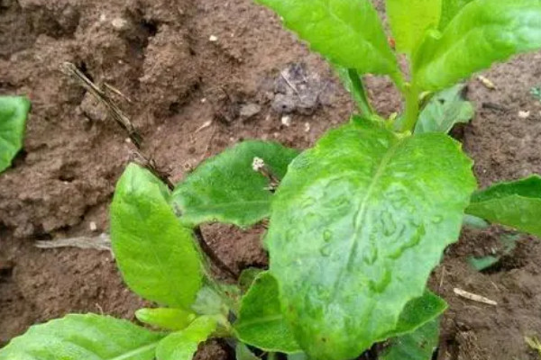 降糖草是什么样的植物