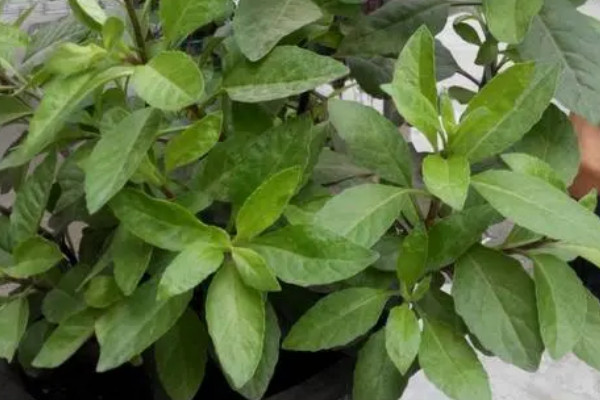 降糖草是什么样的植物