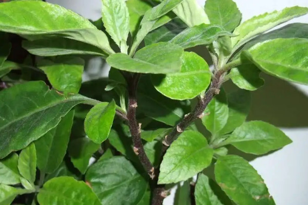 降糖草是什么样的植物