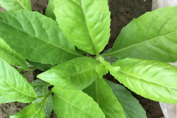 降糖草是什么样的植物