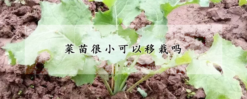 菜苗很小可以移栽吗