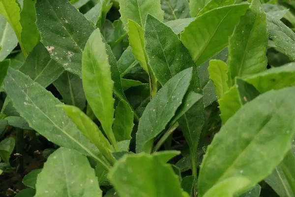 菜苗很小可以移栽吗