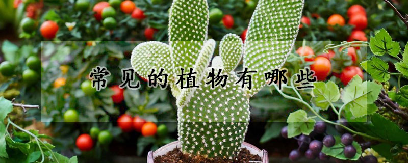 常见的植物有哪些