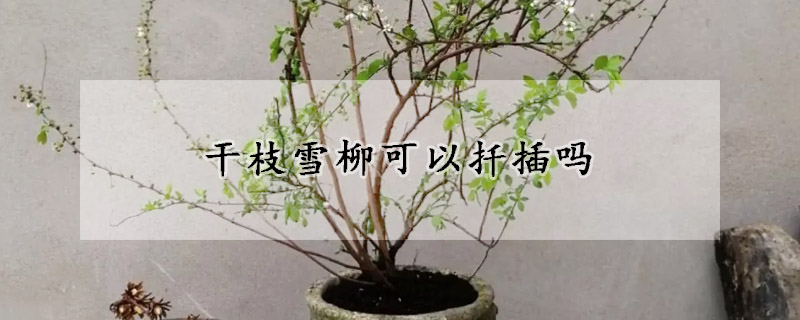干枝雪柳可以扦插吗