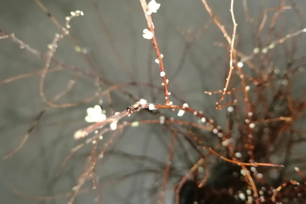 干枝雪柳可以扦插吗