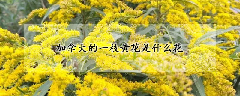 加拿大的一枝黄花是什么花
