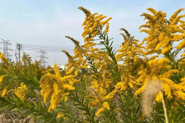 加拿大的一枝黄花是什么花