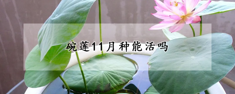 碗莲11月种能活吗