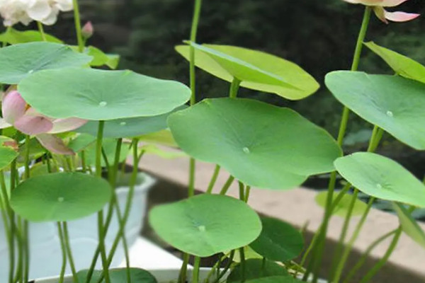碗莲11月种能活吗