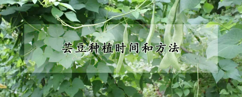 芸豆种植时间和方法