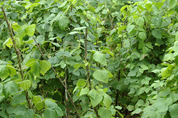 芸豆种植时间和方法