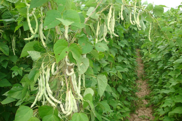芸豆种植时间和方法
