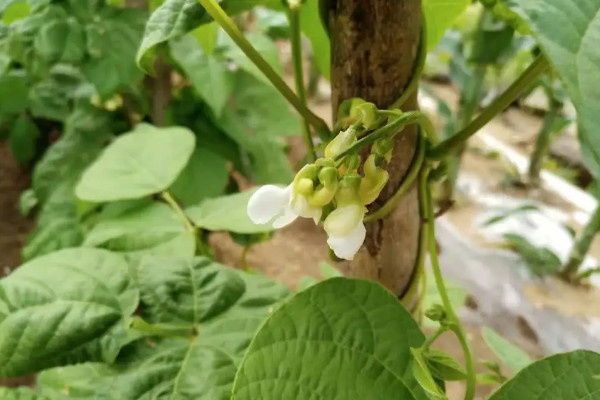 芸豆种植时间和方法