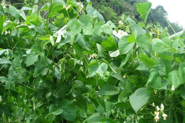 芸豆种植时间和方法