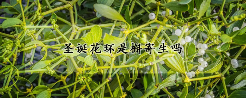 圣诞花环是槲寄生吗