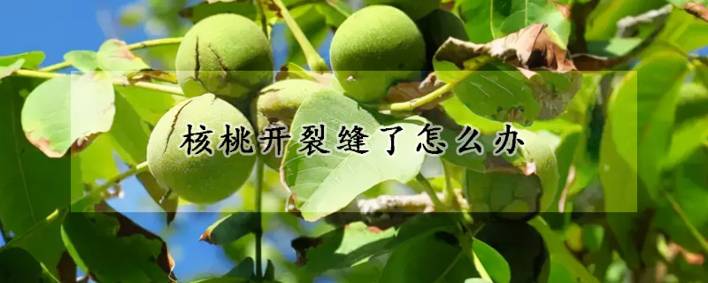 核桃开裂缝了怎么办