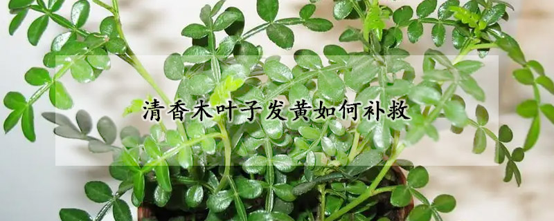 清香木叶子发黄如何补救