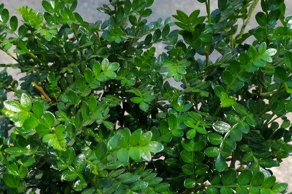 清香木叶子发黄如何补救