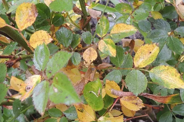 花掉叶子特别严重是怎么回事