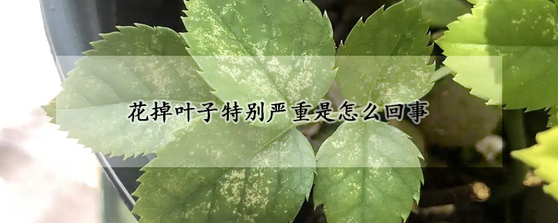 花掉叶子特别严重是怎么回事