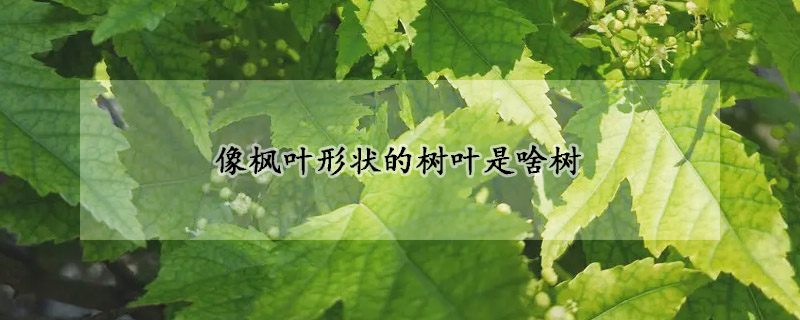 像枫叶形状的树叶是啥树