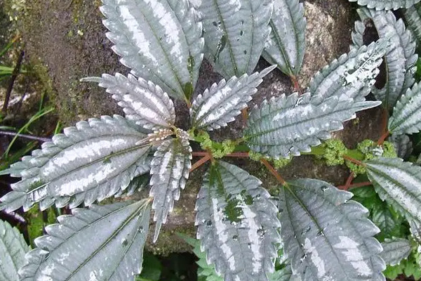 吸油烟最强的植物,什么植物吸油烟最厉害