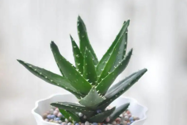 吸油烟最强的植物,什么植物吸油烟最厉害