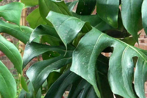 吸油烟最强的植物,什么植物吸油烟最厉害