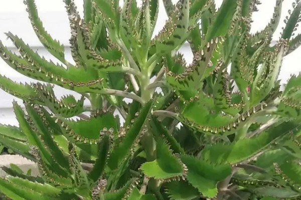 落地生根开花吗