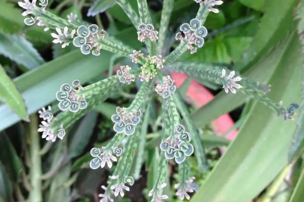 落地生根开花吗