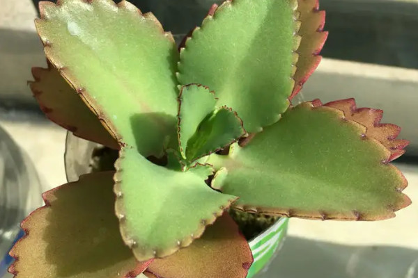 落地生根开花吗