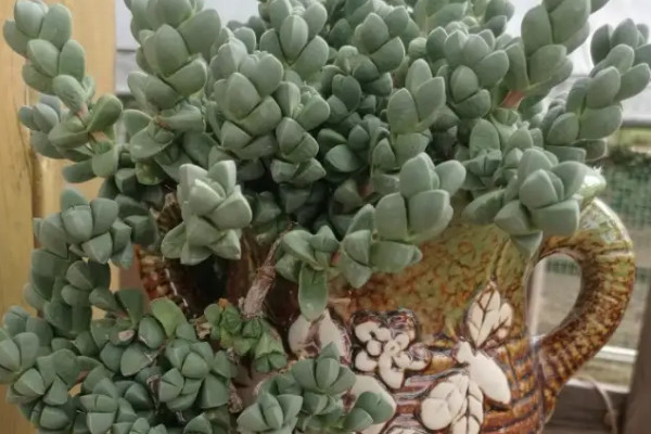 无根的老桩能栽活吗