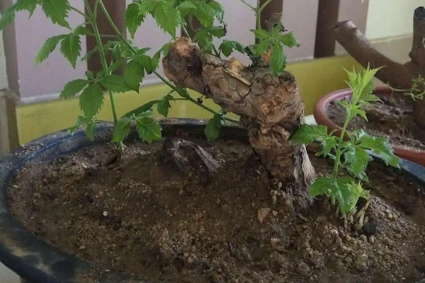无根的老桩能栽活吗
