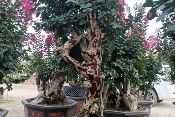 无根的老桩能栽活吗