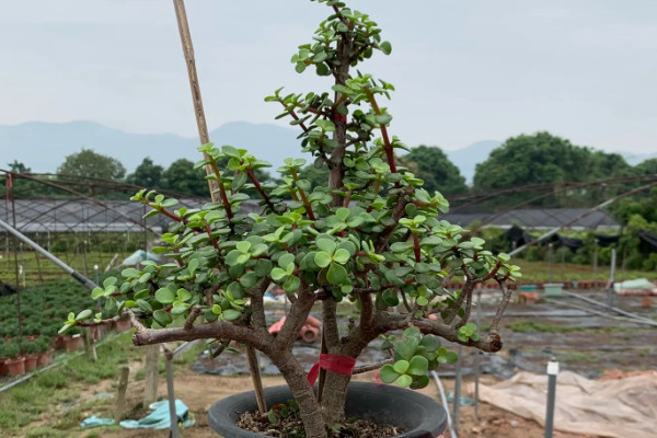 无根的老桩能栽活吗