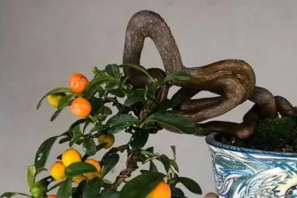 老鸦柿可以嫁接金弹子吗