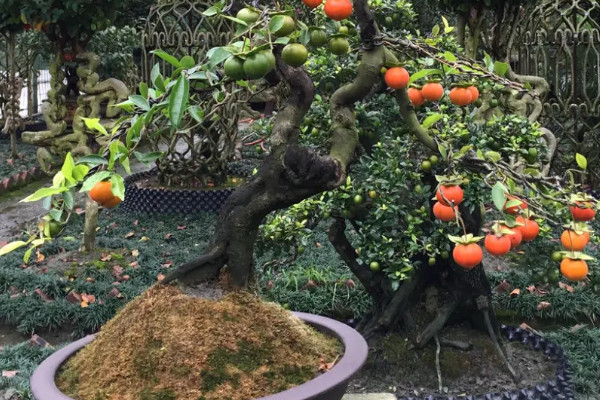 老鸦柿可以嫁接金弹子吗