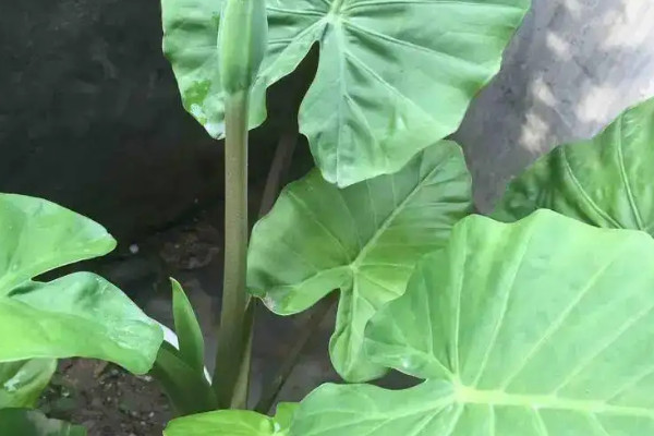 什么花不能放在室内养