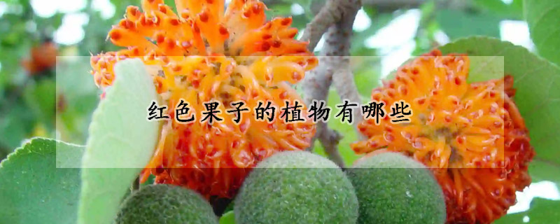 红色果子的植物有哪些