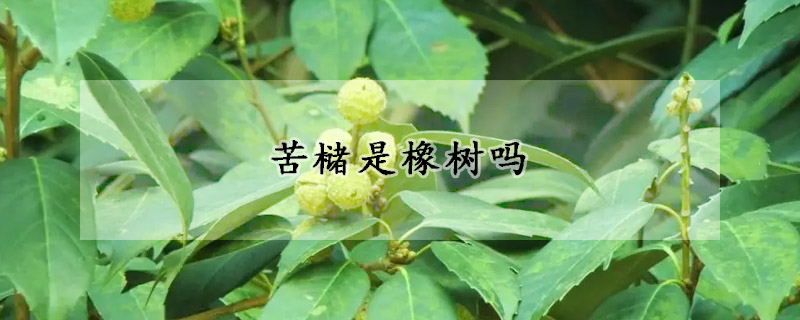 苦槠是橡树吗