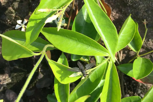 苦槠是橡树吗