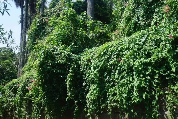 20种常见攀藤植物，攀藤的花有什么花