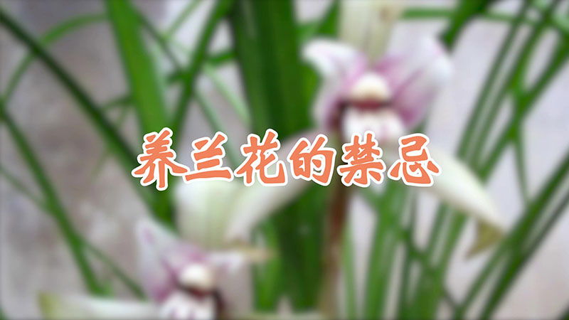 养兰花的禁忌