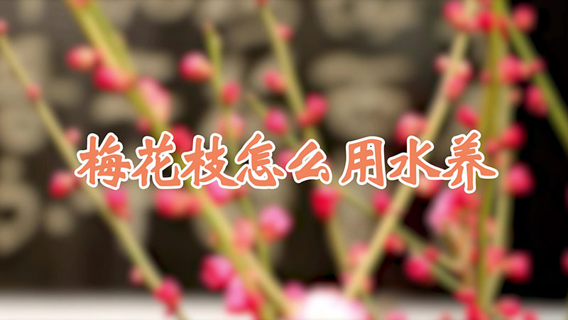 梅花枝怎么用水养