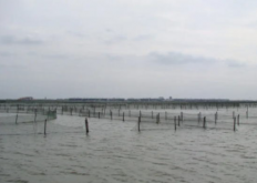 2022泗洪地区高温期河蟹养殖生产管理建议