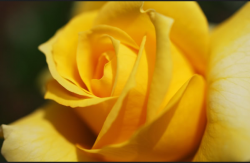 6朵黄玫瑰代表什么意思