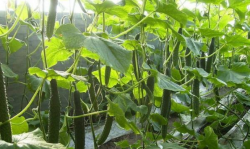 水果型黄瓜栽培技术与种植步骤
