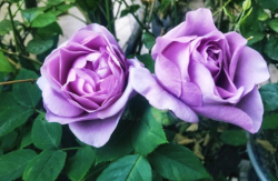  三十款紫色月季花都有什么品种吗