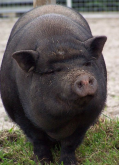 常见猪传染病之猪副伤寒症状